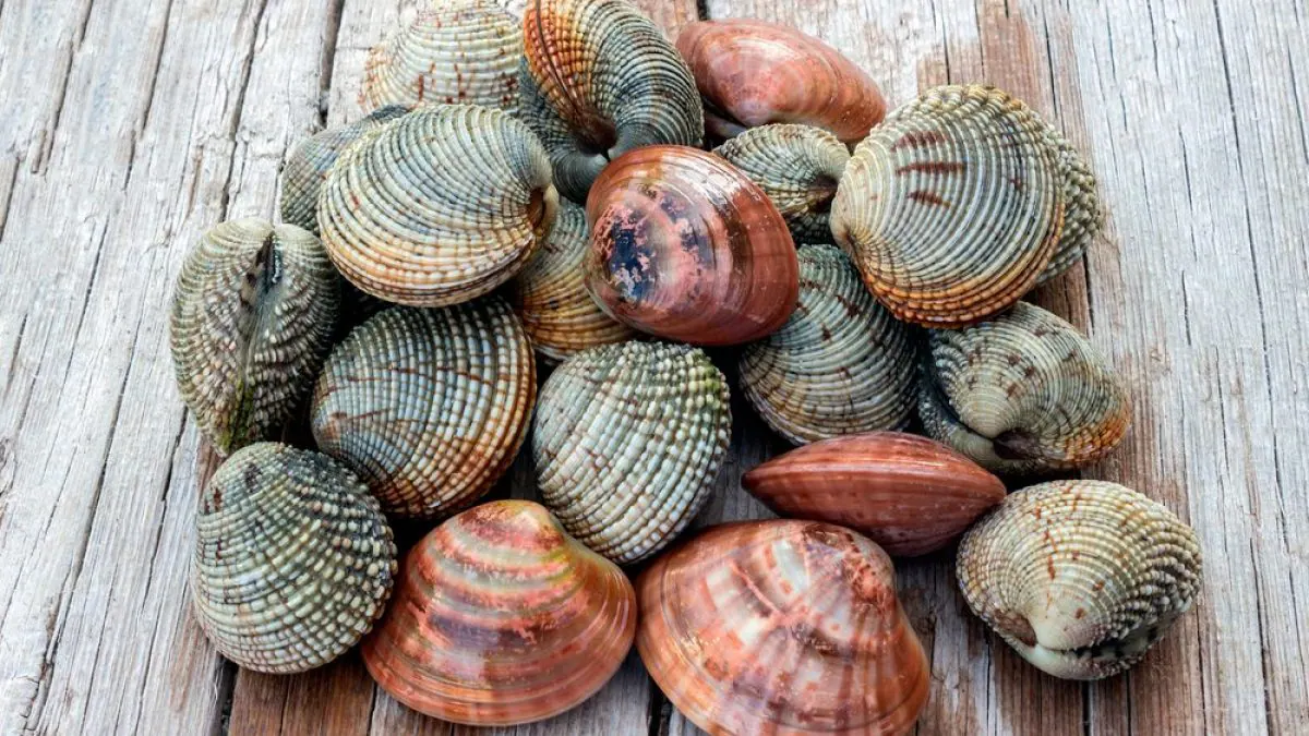 Meglio i tartufi di mare che le ostriche nel racconto  di Del Giudice