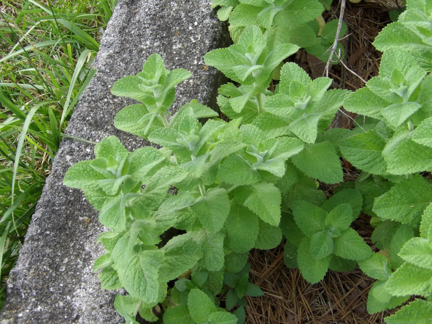 Il pesto alla menta, i versi di Catullo e l’erotismo