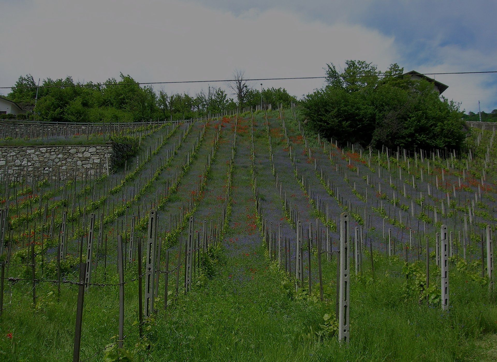 Vino low alcol business del futuro. E Orvieto ne sarà protagonista